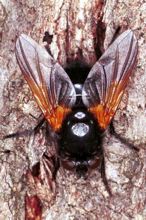 Volucella_bombylans_RF0749_Z_82_Les Gris_Frankrijk.jpg